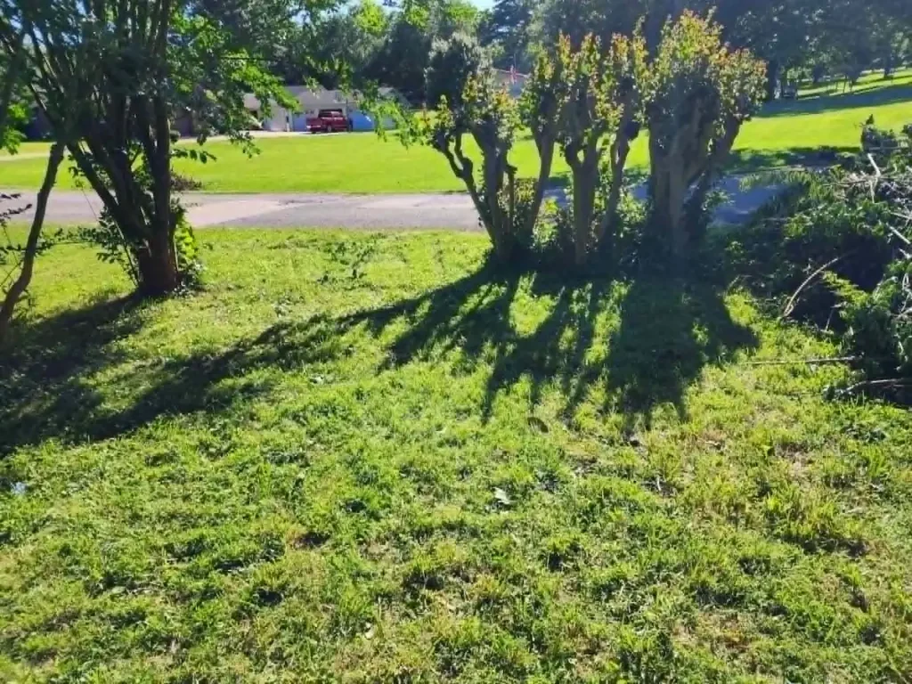 After photo of privacy fence debris removal in Ardmore, TN showing the backyard cleared